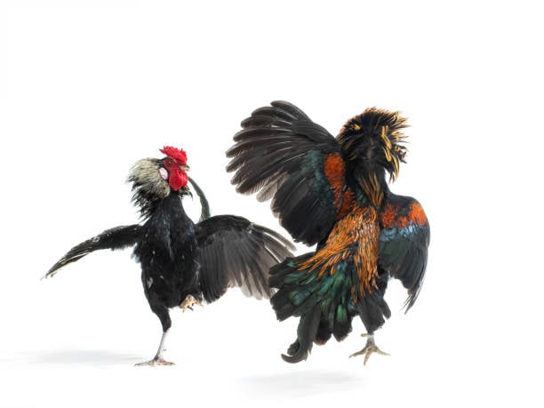 Flyingslot Situs Game Online No. 1